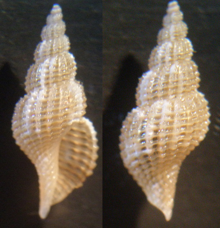 dal litorale nord di Magnisi SR 4